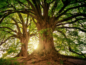 Image: A tree with a strong trunk and extensive branches, which represents the foundational skills built by Skill-based therapy.